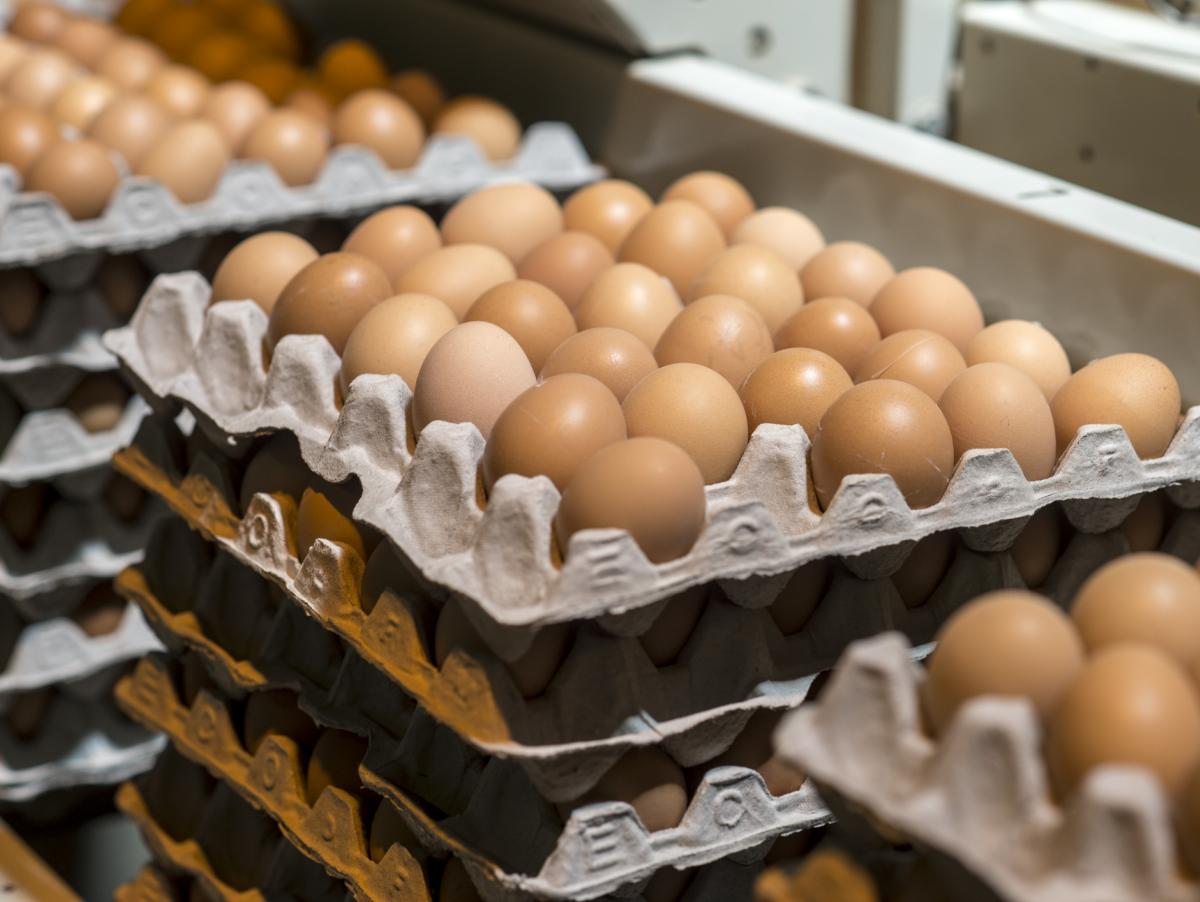 Retiran de los supermercados lotes de huevos rescos de origen español por la intoxicación de al menos 13 personas