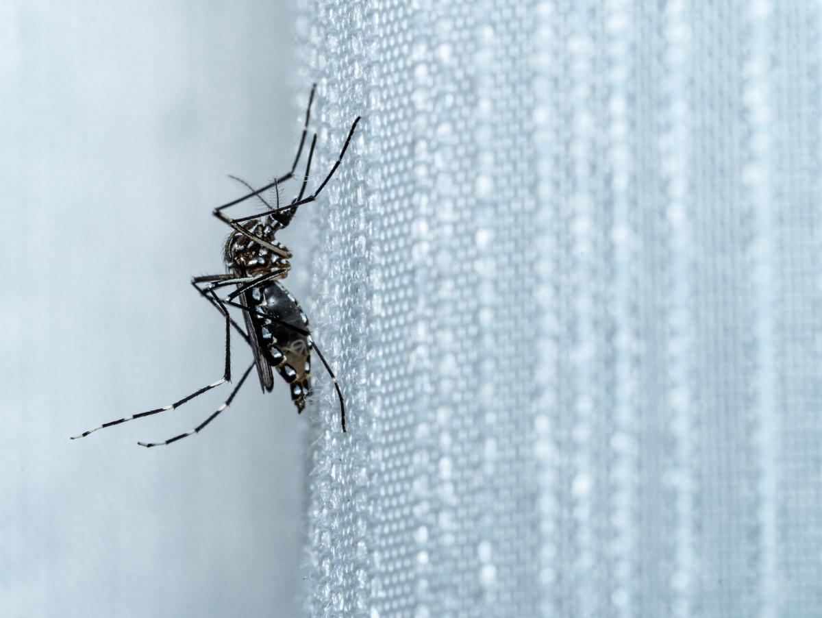 Una científica alimenta con su sangre a cientos de mosquitos que luego estudia en su laboratorio: "Implementamos medidas para minimizar riesgos"