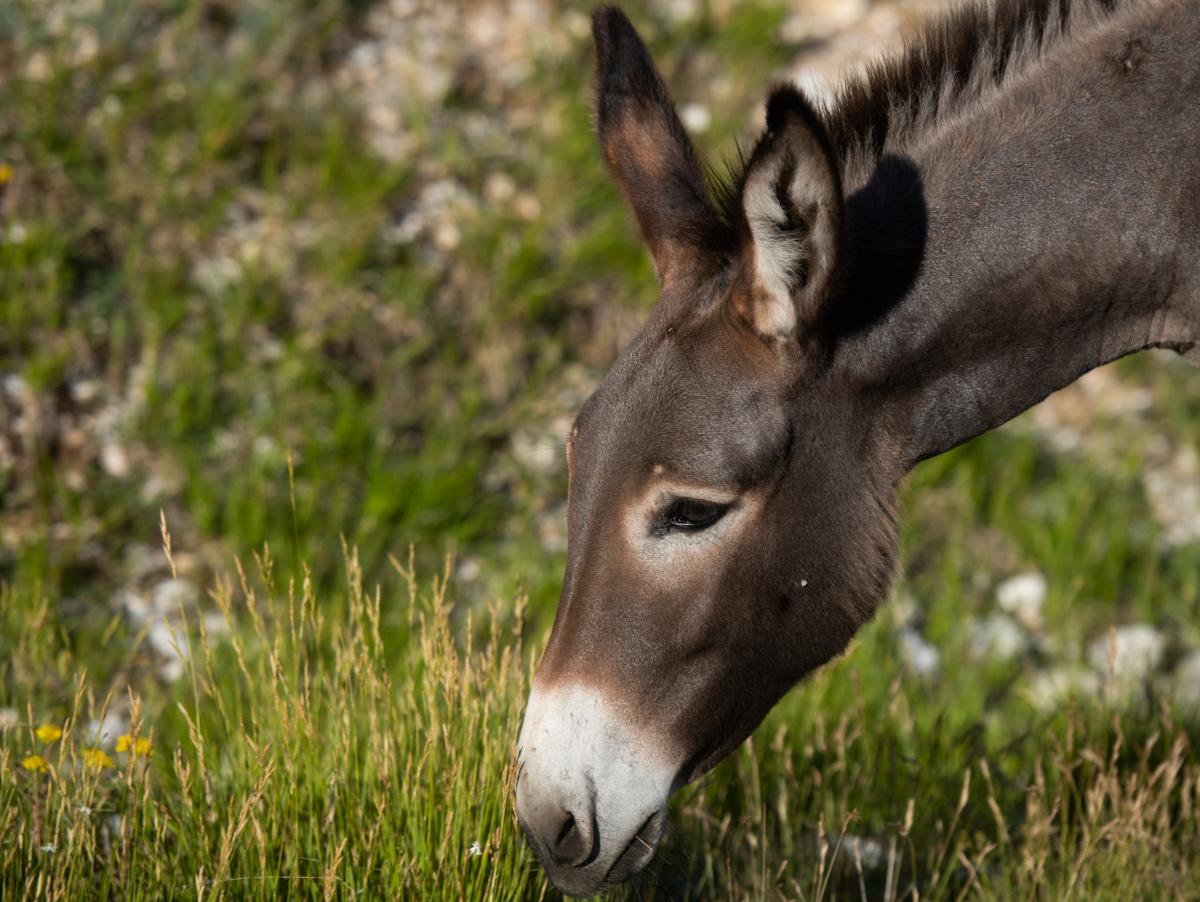 Un pueblo italiano se vuelca con un burro al que querían desahuciar porque sus rebuznos molestan: casi 4.000 personas firman una petición para que se quede