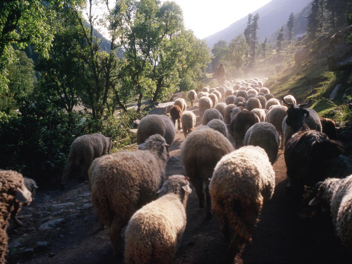 Buscan dos pastores para cuidar de 3.000 ovejas en el desierto y la oferta reúne a centenares de interesados: alojamiento y comida incluidos