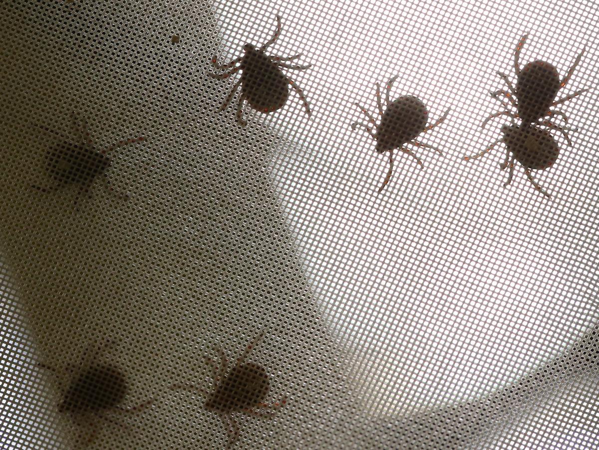 La garrapata más peligrosa de Europa caza de noche: el hallazgo que cambia cuándo hay que revisarse tras un paseo por el campo