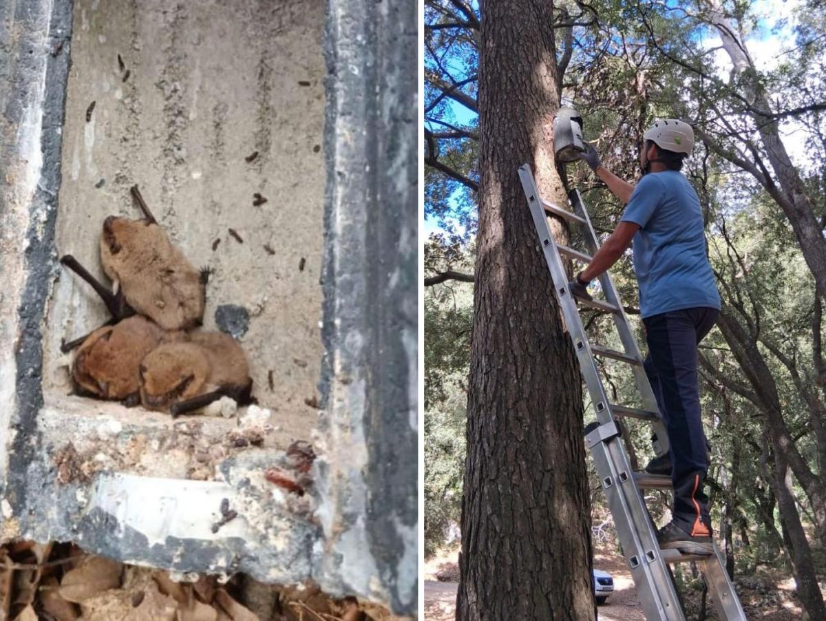 Mallorca usa murciélagos contra la procesionaria del pino: ha instalado 32 cajas refugio en la sierra de Tramuntana para que se coman sus mariposas