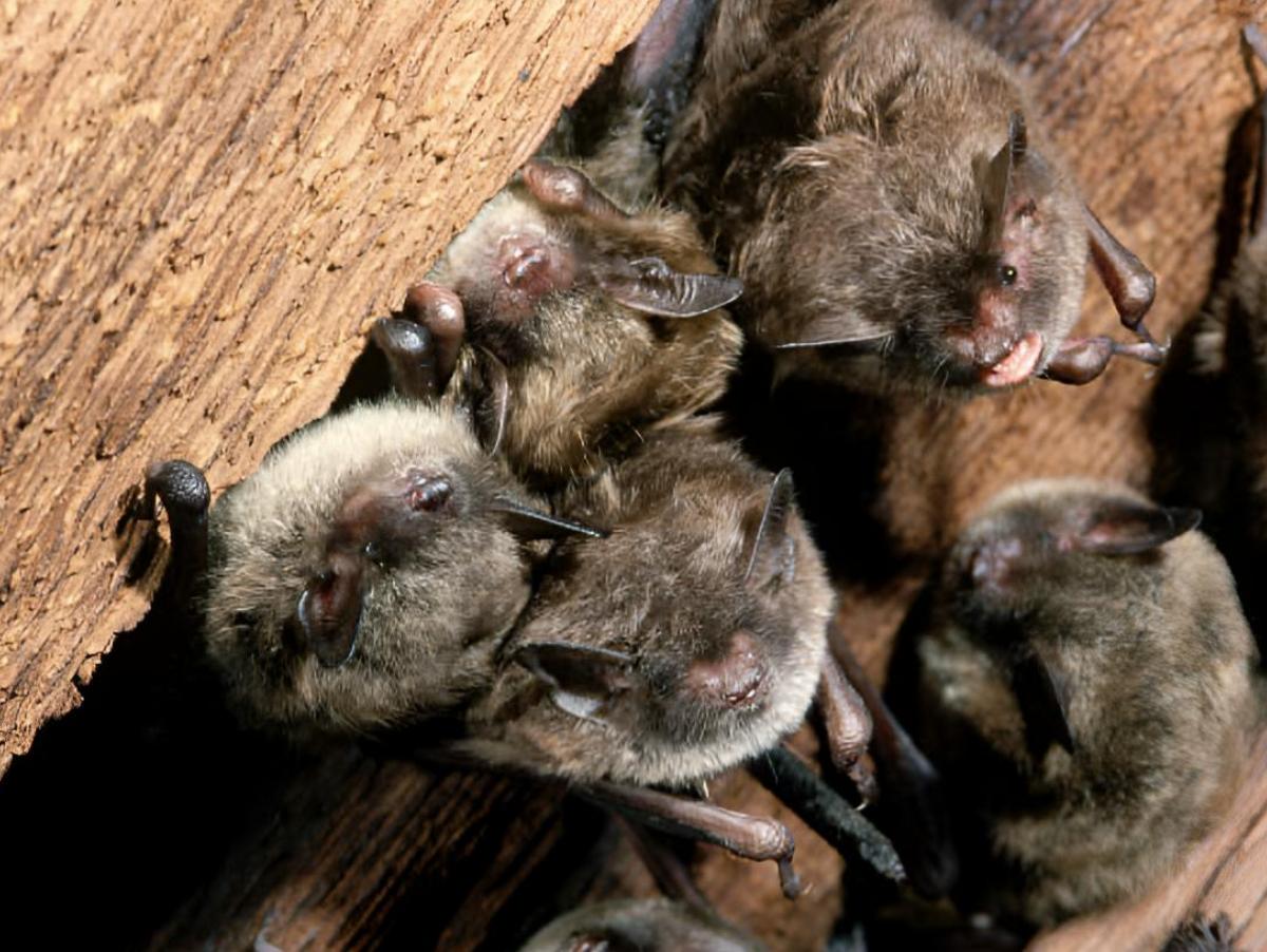 Si al aislar el tejado encuentras una colonia de murciélagos, no puedes tapar su hueco: en España todas las especies están protegidas por ley