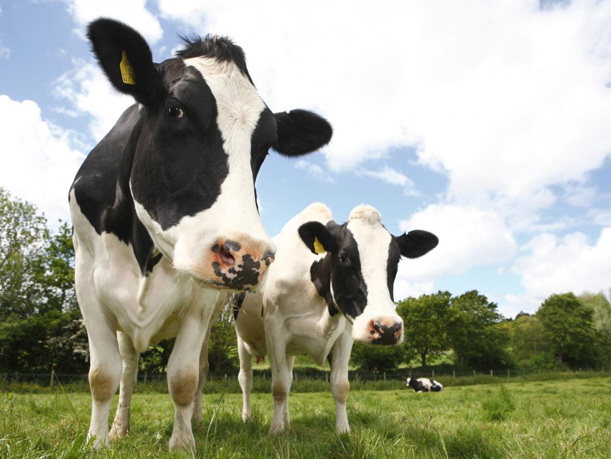 Un vecino de Lepe podrá mantener a sus dos vacas como mascotas hasta que decida la Justicia