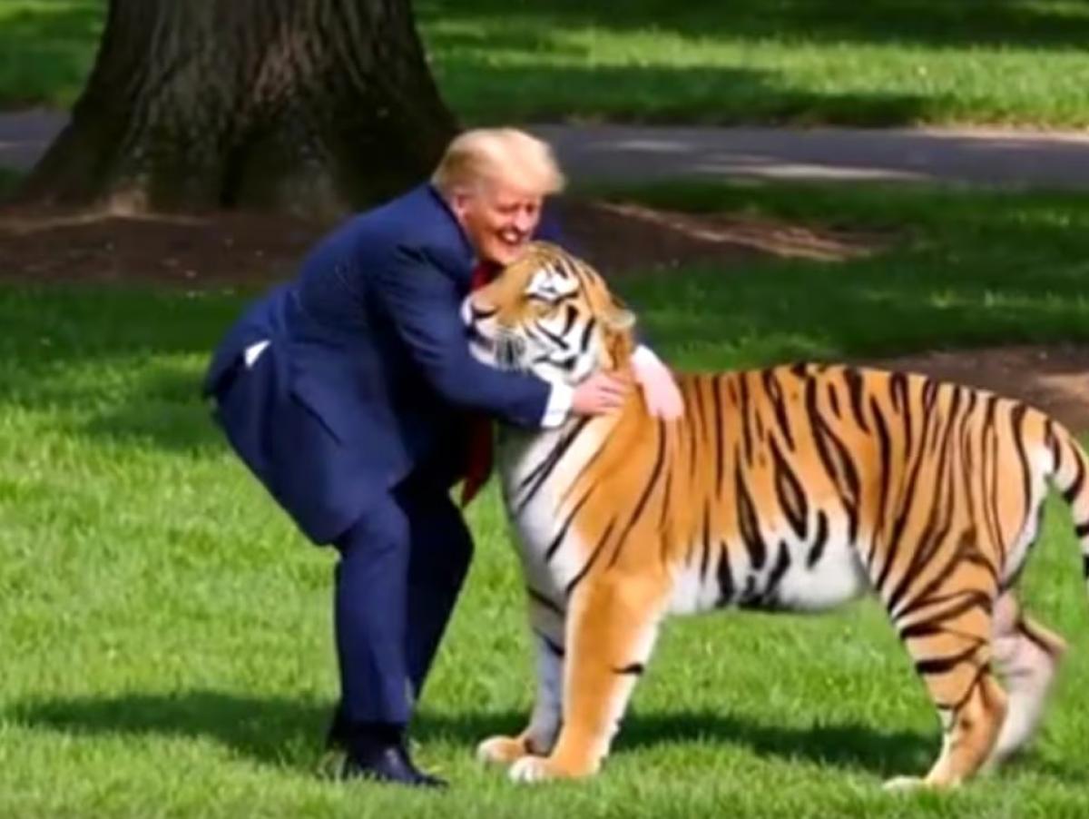 El doble duelo: la familia del joven que se tiró al recinto de un tigre en un zoo pide que no se difundan los vídeos... y Trump hace bromas con IA