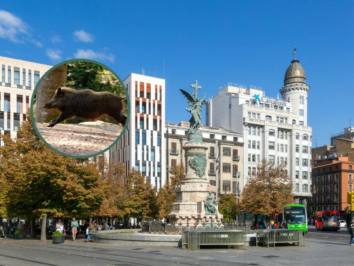 No es IA es Zaragoza: graban a un jabalí paseando en plenas fiestas del Pilar y las reacciones no tardan en llegar