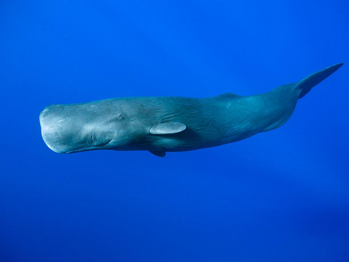 Un experto resuelve la pregunta del millón tras el estreno de la película 'Whalefall': ¿Es posible que un cachalote se trague a una persona?