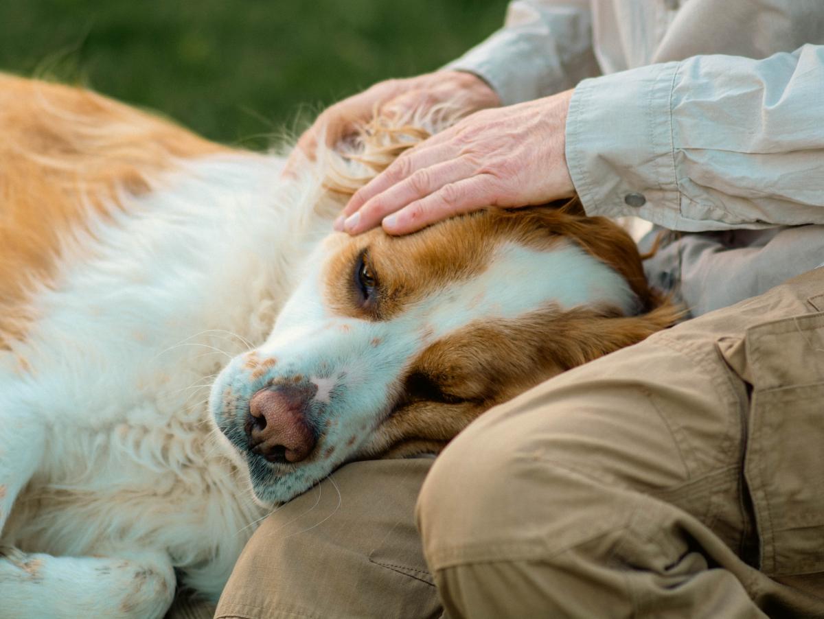 La historia con final feliz de Pilar Palao, la mujer con una enfermedad terminal que pidió ayuda para sus perros: "Estoy emocionada y tranquila"