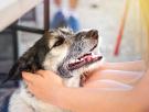 Confirmado por el Gobierno: hay más perros que niños en España