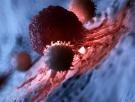 Científicos registran por primera vez cómo las células inmunitarias "devoran" células cancerosas vivas