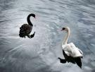 COVID-19: ¿cisne negro o cisne blanco?