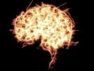 El cerebro está más caliente de lo que se pensaba
