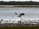 Ya es oficial: la UE da luz verde al mayor proyecto ecologista de la historia en España para blindar 26.200 hectáreas de humedales con una inversión de 29,7 millones de euros