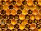 Jalea real para regenerar el cerebro