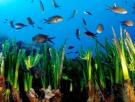 Yates contra el ser vivo más antiguo del planeta: apadrina la posidonia