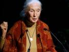 Muere a los 91 años Jane Goodall, la primatóloga y experta mundial en chimpancés