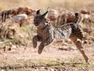 Sueltan cinco linces en libertad en la Sierra Arana (Granada)