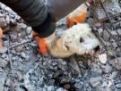 Rescatadores salvan a un perro de los escombros en Alejandreta (Turquía)