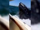 Una ballena jorobada salta del agua e impacta contra un yate