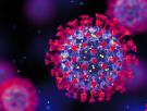 Científicos británicos lo confirman en 'Nature': nueva vía de entrada de coronavirus de murciélago a células humanas, pero descartan que vaya a provocar una pandemia inminente