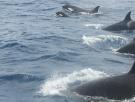 Las orcas del Estrecho de Gibraltar, en la agenda del Proyecto Gran Simio que pide su protección