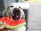 8 frutas que puede comer tu perro