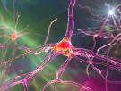 Científicos imprimen neuronas artificiales que activan células cerebrales de ratones: las pruebas abren la puerta a implantes que recuperen audición, visión y movimiento