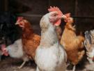 El Gobierno cambia las normas: tener gallinas para autoconsumo sin registrarlas es una infracción con multas de hasta 3.000 euros