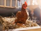 Iluminar el interior de huevos sin eclosionar podría permitir revelar el sexo de los pollos para evitar su sacrificio