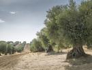 El olivar regenerativo gana 1.340 euros netos por hectárea frente a los 467 del convencional: el primer estudio científico en España confirma que la alternativa ecológica es más rentable