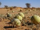 Muy cerca de España los agricultores se ven obligados a destruir las sandías y melones de sus campos