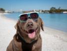 Experto en adiestramiento canino: "Si tu perro sufre un golpe de calor nunca lo mojes con agua helada"