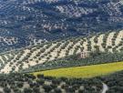 Rosario Minchón, productora de aceite en Jaén: "En España el agua es el primer problema y el suelo, el segundo, y llevamos décadas perdiendo ambos"
