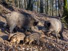 Descubren que los jabalíes prefieren dañar los cultivos agrícolas más en verano y otoño