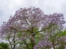 Este árbol crece increíblemente rápido y transforma tu jardín en un oasis incluso con temperaturas de 40 °C