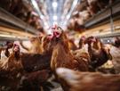 1.600 euros más al mes solo en pienso: así golpea la guerra a una granja de huevos canaria con 62 años y 20.000 gallinas