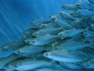 Científicos suecos lo confirman: los salmones expuestos a la cocaína de los ríos nadan 5 km más y los expuestos a su metabolito duplican la distancia
