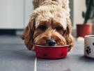 Una experta en nutrición canina lanza una advertencia a los que quieren que sus perros sean veganos
