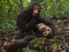 Este es el primer diccionario del lenguaje chimpancé del mundo: lograron traducir 66 gestos