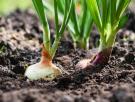 Un jardinero revela el secreto para almacenar cebollas y que no broten antes del verano