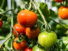 Una IA que escucha a los tomates: el atlas sonoro creado en Valencia ya detecta cuándo una planta tiene sed o sufre un ataque de insectos