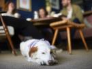 Se queja de un animal dentro del restaurante, pero la respuesta del propietario le quita la razón al instante: "Dio menos ruido que usted"