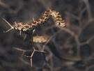 Una serpiente invasora está conquistando a nado los islotes de Ibiza y Formentera: los investigadores sospechan que por eso una lagartija está en peligro de extinción