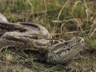 Una pareja se gana la vida cazando pitones en Florida: 50 dólares por serpiente, 30 por hora y un bonus de 1.000 al que más cace