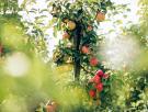 Los horticultores coinciden: no hay que adaptar los manzanos al clima futuro, sino hacerlos adaptables a uno imprevisible para que sobrevivan