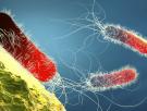 El hallazgo que da esperanza para combatir el grave problema para la salud que supone la resistencia antibiótica