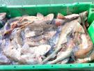 Detectan niveles elevados de mercurio en un popular pescado de España y alertan de posibles riegos en su consumo