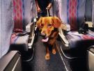 A un paso de España dan luz verde a que perros grandes vuelen con el dueño en la cabina del avión
