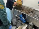 Intervienen 7 toneladas de almejas no aptas para consumo humano en Huelva