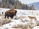 El parque de Yellowstone acapara la atención científica por los lobos que han cambiado por completo el paisaje